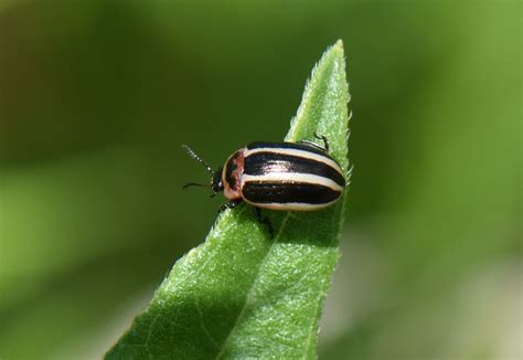 About Coreopsis Beetle